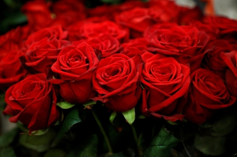 Rose Benefits: गुलाब के फूल में है यह कारगर उपाय, नही होने अभी तक पता