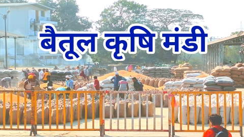 Today Betul Mandi Bhav: बैतूल जिले का कृषि मंडी भाव 28/02/2023