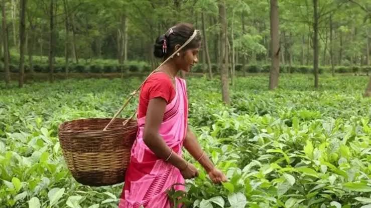 रायपुर: 72 परिवारों को चाय की खेती सेना मिला रोजगार, चाय विशेषज्ञ दे रहे हैं तकनीकी मार्गदर्शन